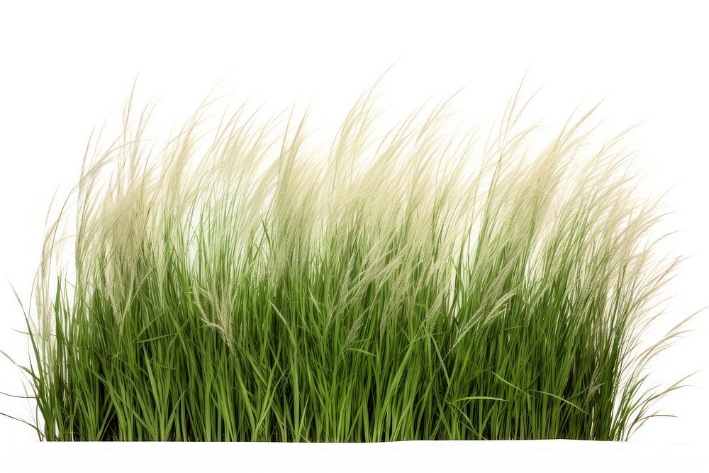 Meadow grass plant white background. AI generated Image by rawpixel.