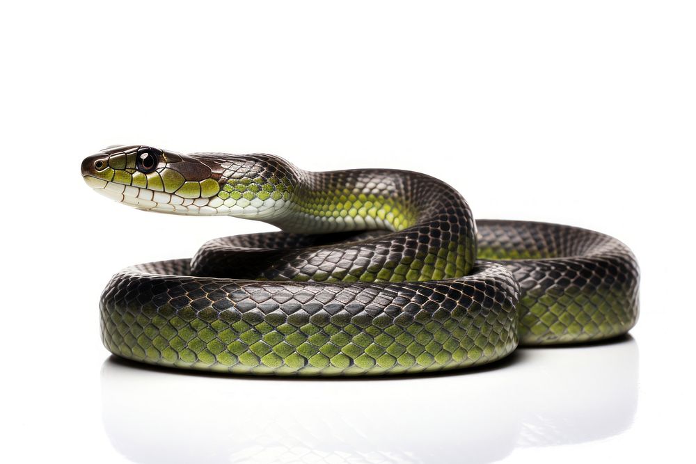 Grass snake reptile animal white background. AI generated Image by rawpixel.