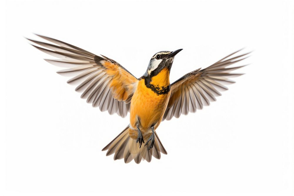 Meadowlark flying animal robin. AI generated Image by rawpixel.