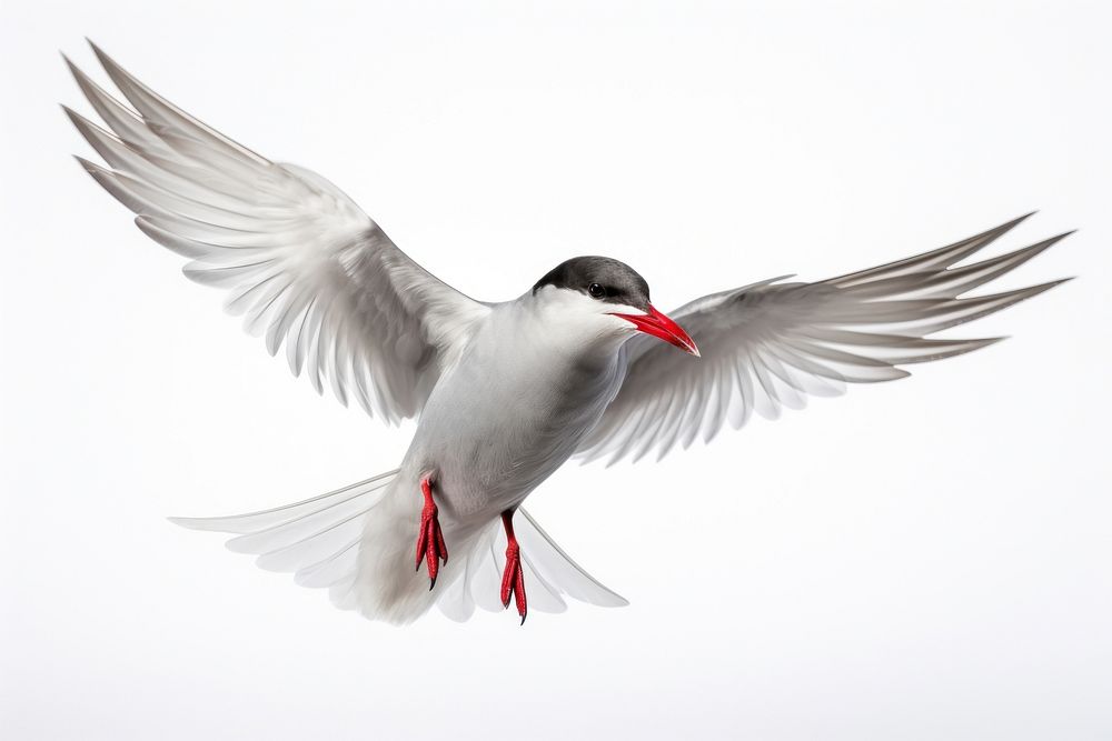 Arctic tern flying animal white. AI generated Image by rawpixel.