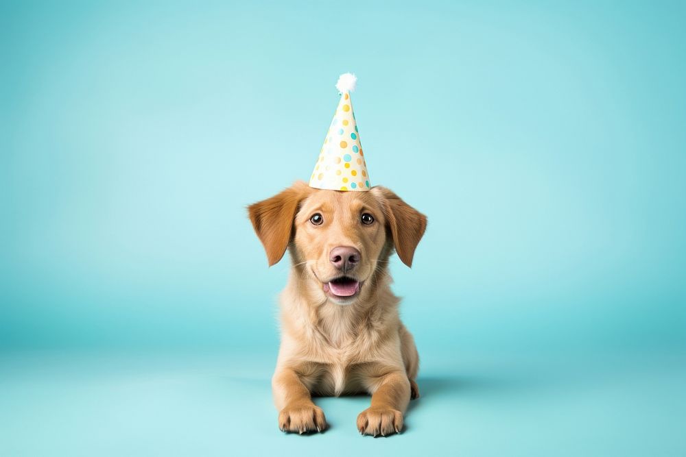 Dog wearing party hat mammal animal puppy. 