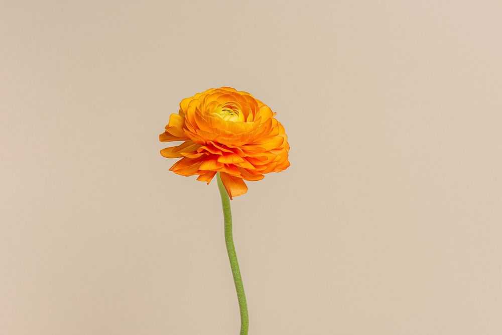 Orange flower, paper textured image