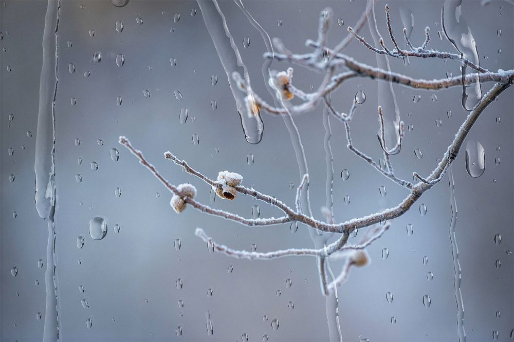 Winter tree branch with rain drop effect