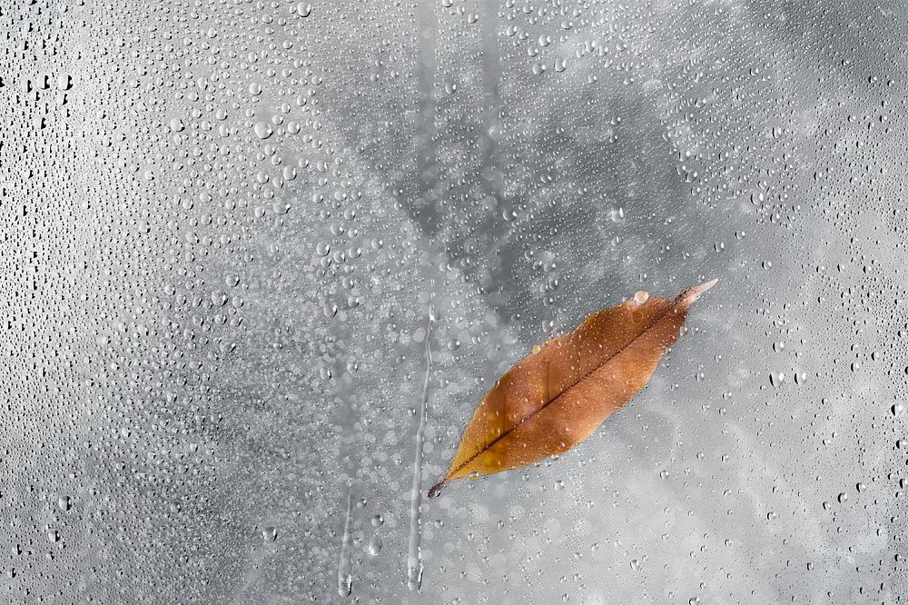 Dried leaf with water drop effect