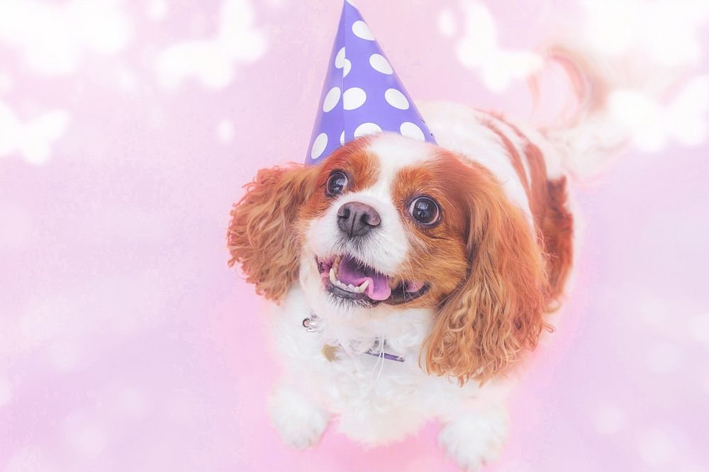 Happy birthday dog, bokeh design