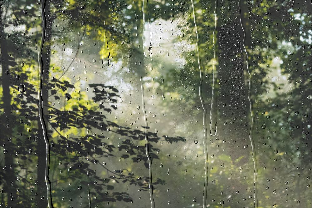 Sunshine through forest, rain design
