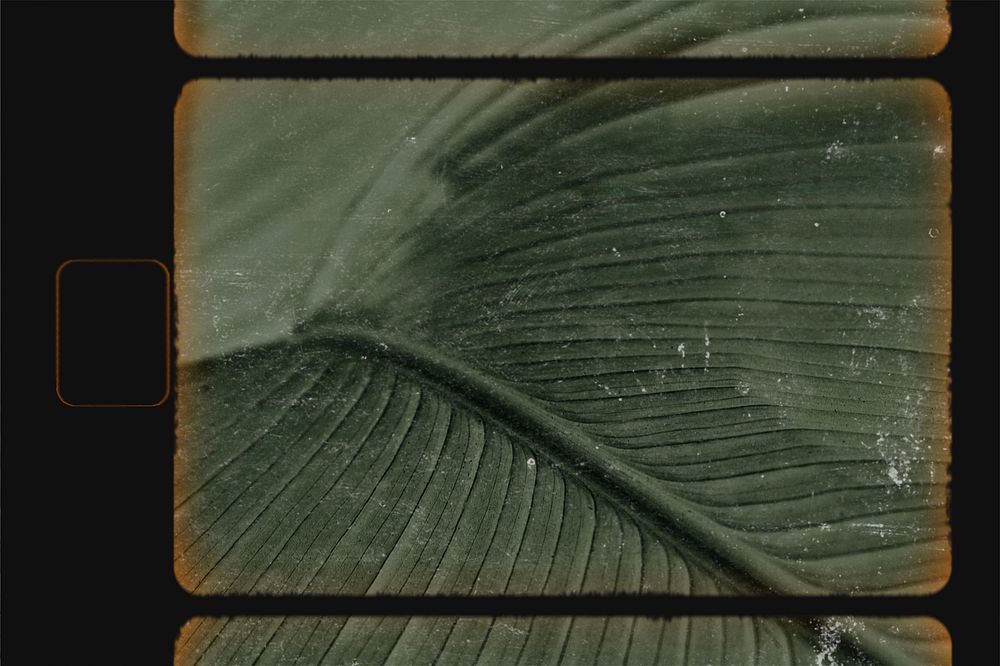 Tropical leaf, film reel effect