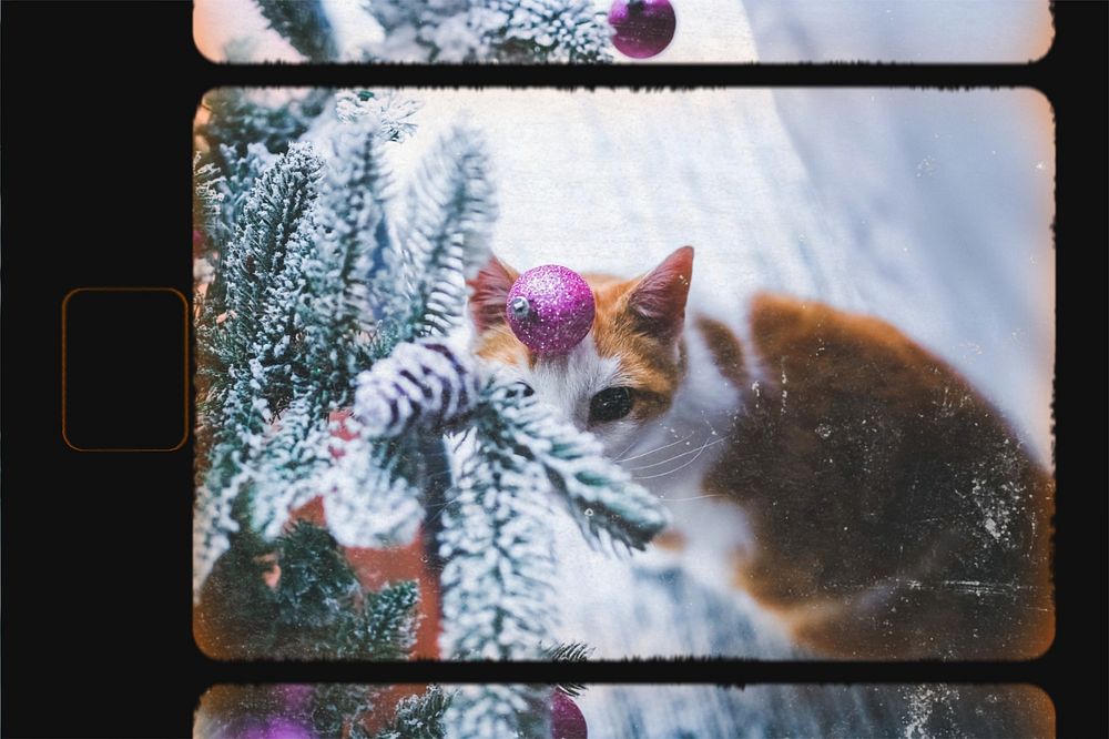 Winter cat, film reel effect