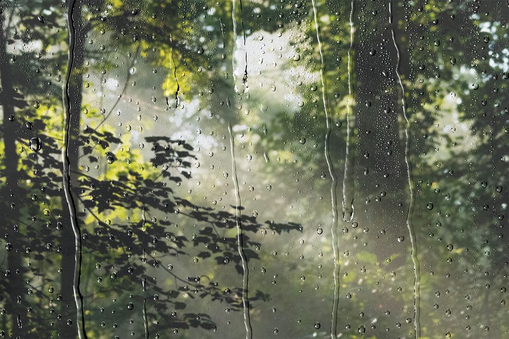 Forest in daylight with rain effect