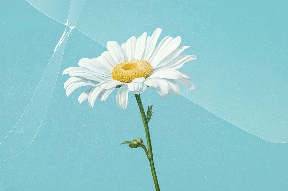 Daisy flower with broken glass effect