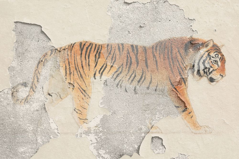 Tiger illustration with wall effect