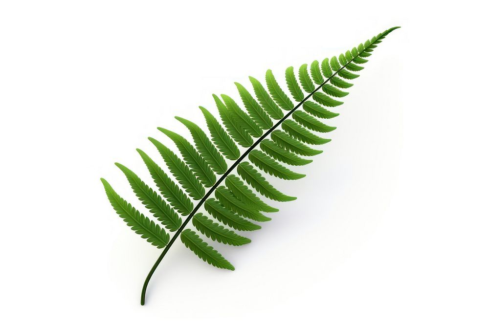 Fern leaf plant white background freshness. AI generated Image by rawpixel.