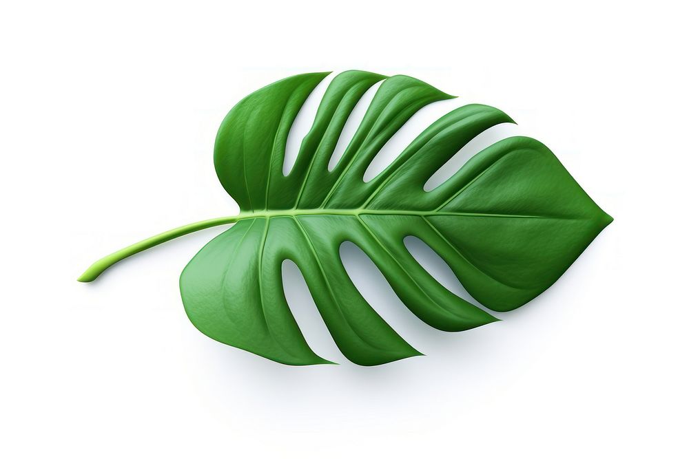 Tropical leaf plant white background freshness. AI generated Image by rawpixel.
