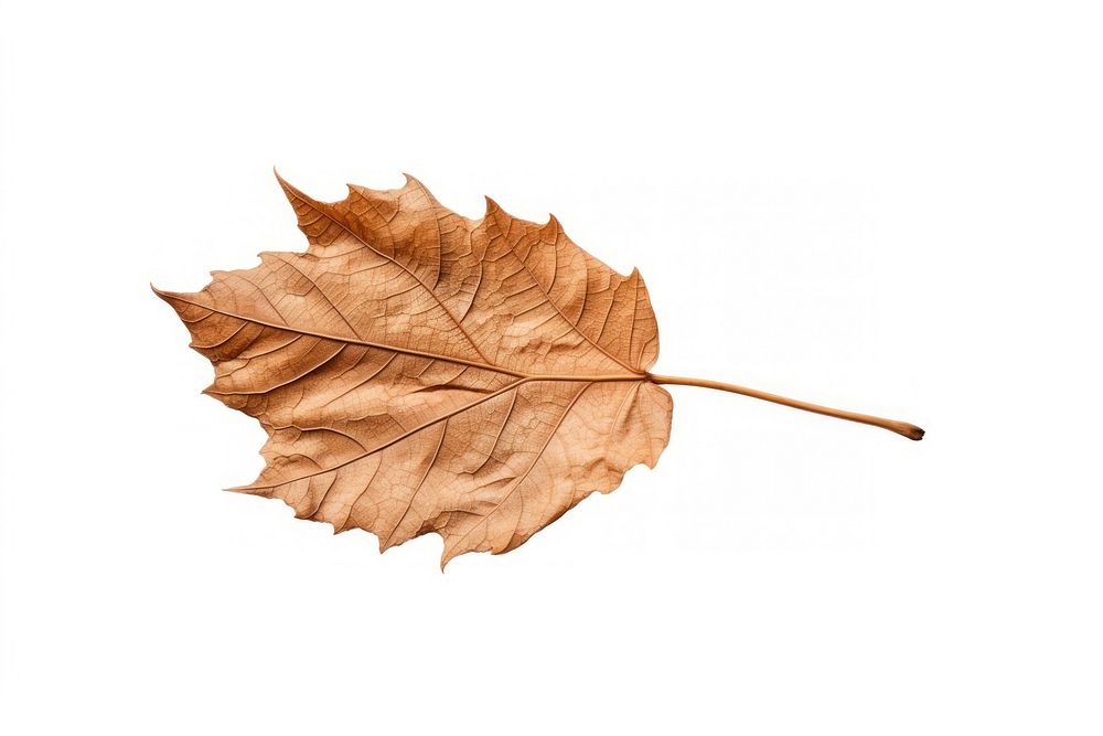 A dry leaf plant tree white background. AI generated Image by rawpixel.