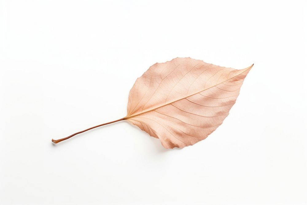 A dry leaf plant white background fragility. AI generated Image by rawpixel.