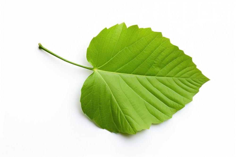 A leaf plant white background freshness. AI generated Image by rawpixel.