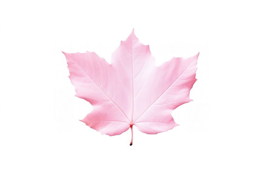 A leaf plant tree pink. AI generated Image by rawpixel.