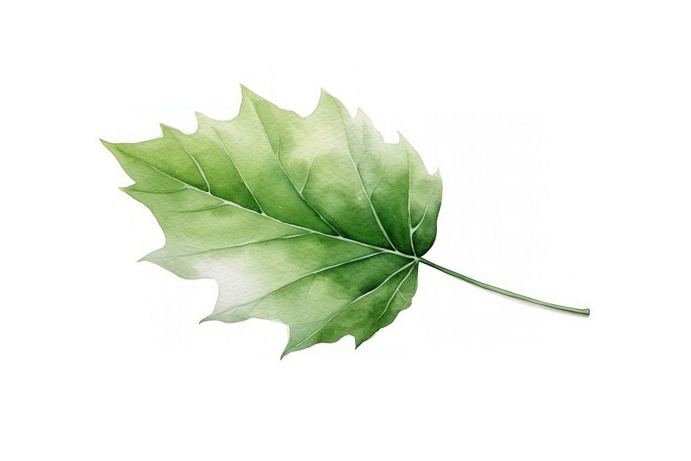 A leaf plant tree white background. AI generated Image by rawpixel.