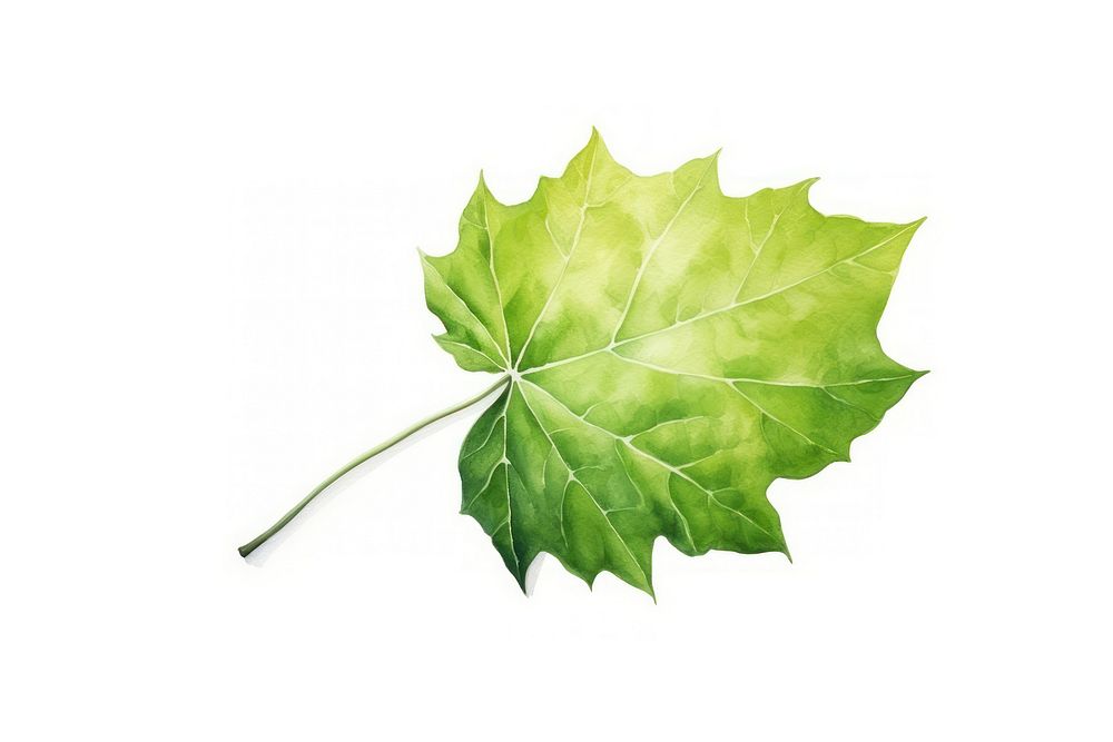 A leaf maple plant tree. AI generated Image by rawpixel.