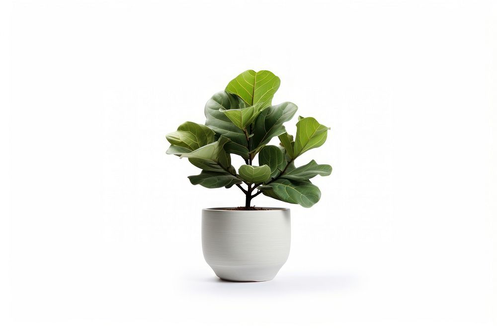 Fiddle Fig pot plant leaf vase. AI generated Image by rawpixel.