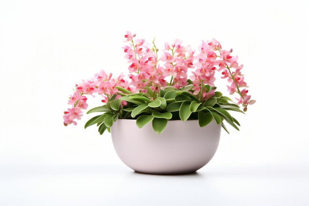 Indoor Flowering Plant flower plant blossom. AI generated Image by rawpixel.