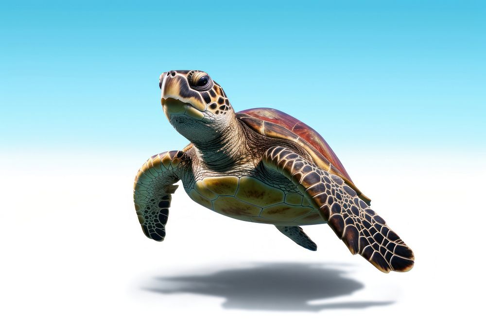 Ocean turtle floating reptile animal wildlife. AI generated Image by rawpixel.