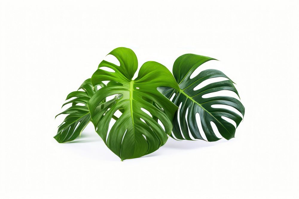 Monstera Deliciosa plant leaf white background. AI generated Image by rawpixel.