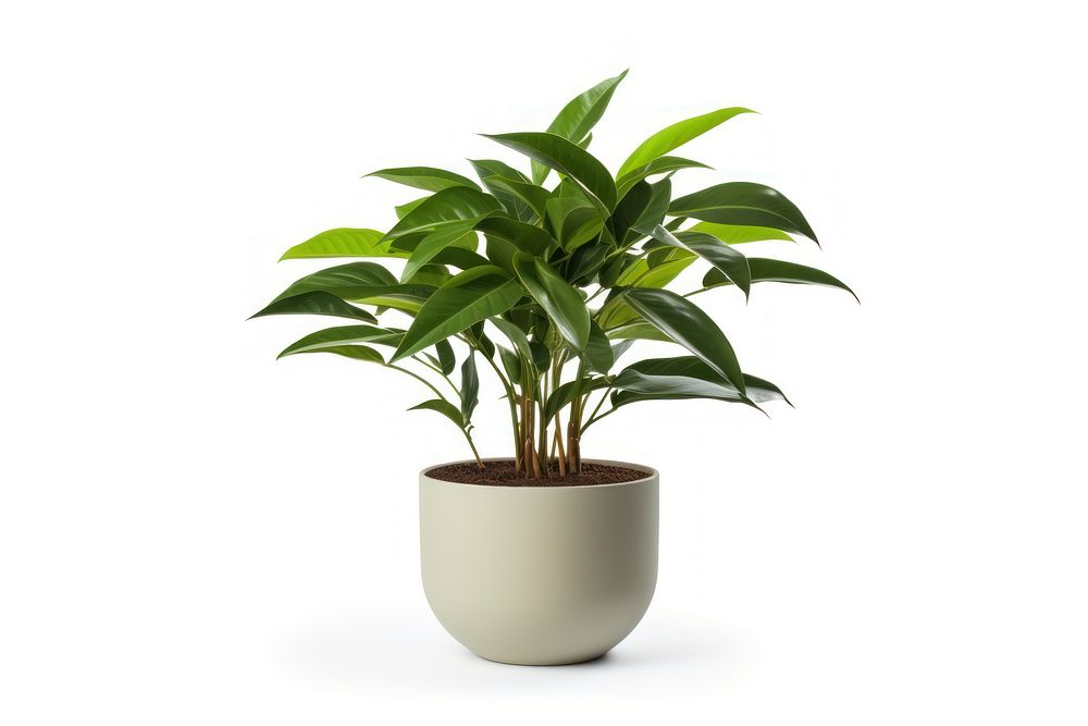 Potted plant leaf white background houseplant. 