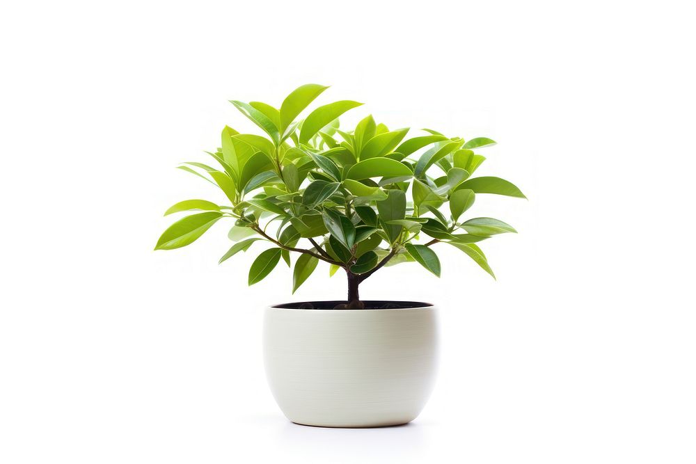 Potted plant bonsai leaf white background. 