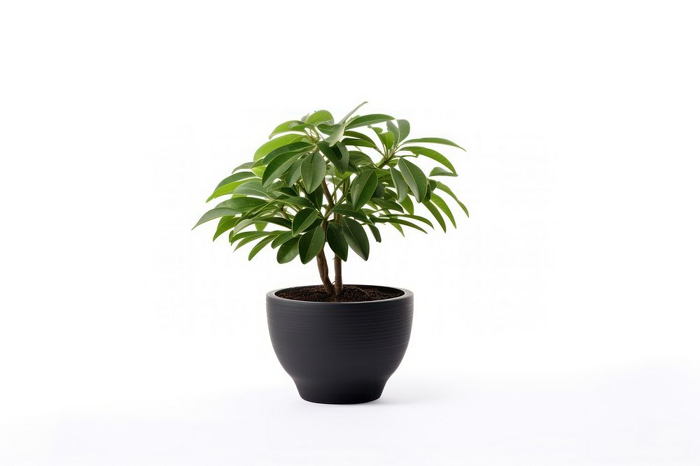 Potted plant bonsai leaf white background. AI generated Image by rawpixel.