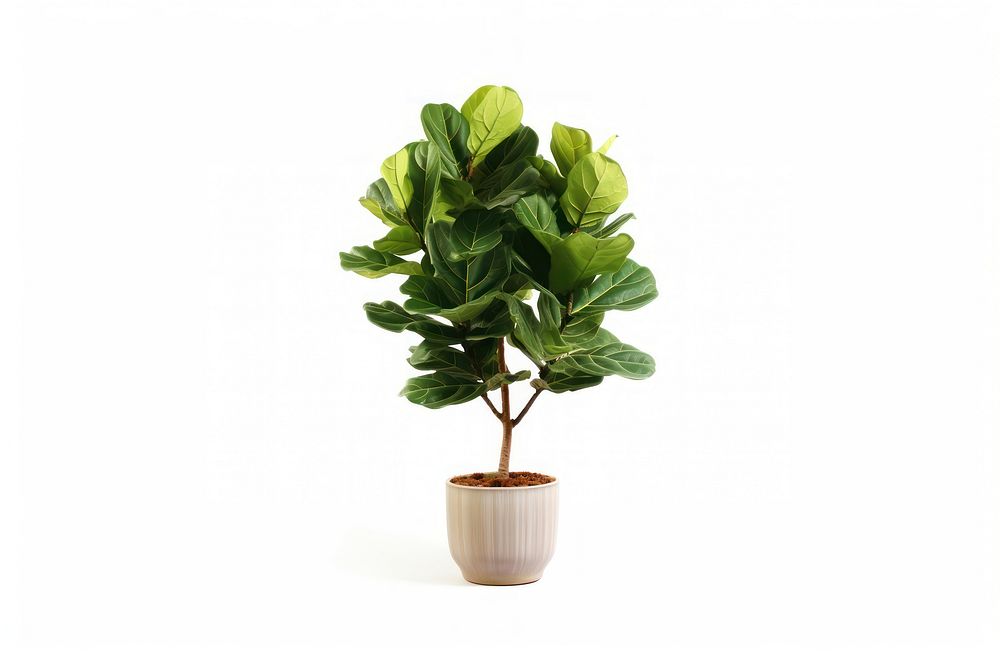 Potted tall fiddle fig plant leaf tree. 