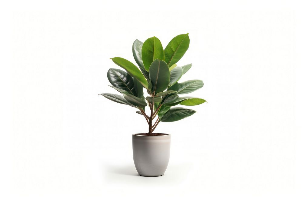 Potted tall rubber plant bonsai | Free Photo - rawpixel