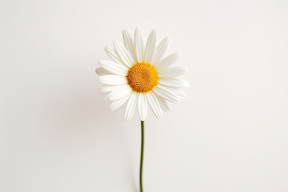 Daisy flower petal plant. 