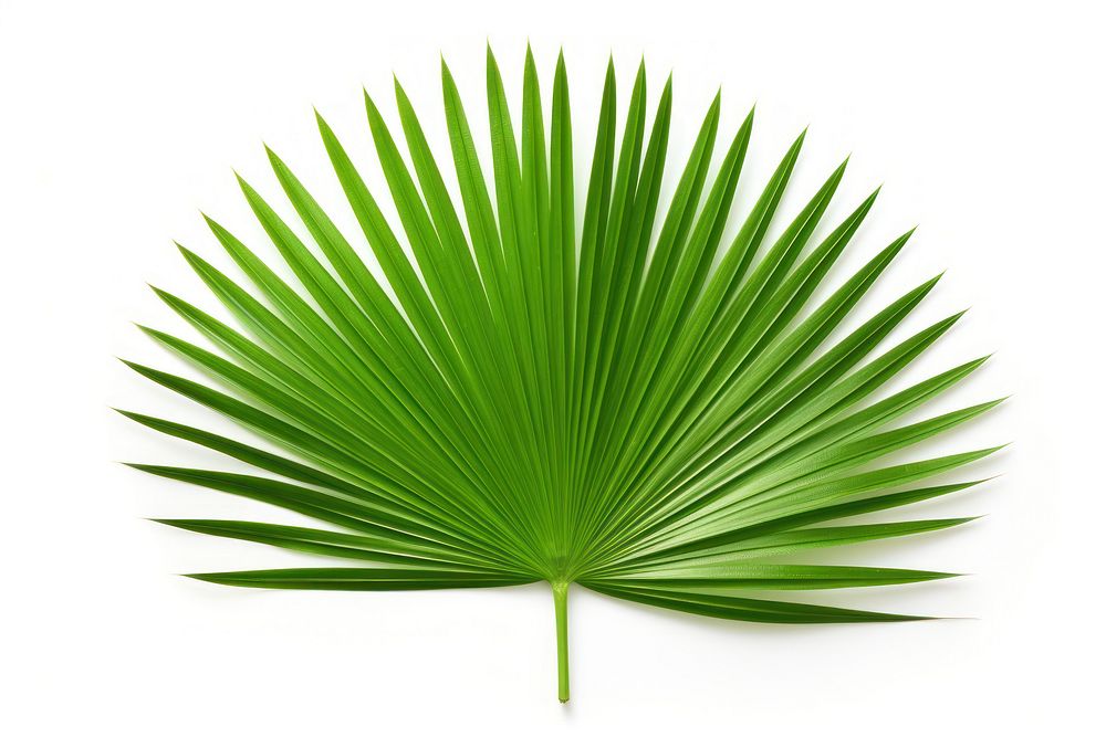 Sabal palm leaf plant green tree. AI generated Image by rawpixel.