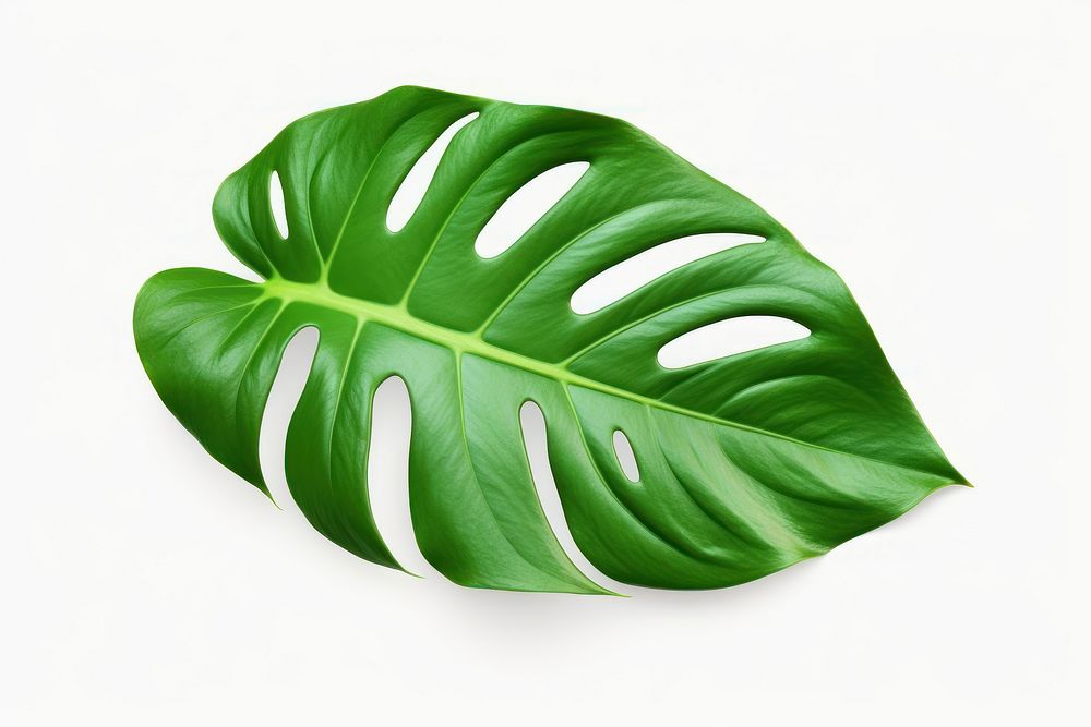 Philodendron leaf plant white background xanthosoma. AI generated Image by rawpixel.