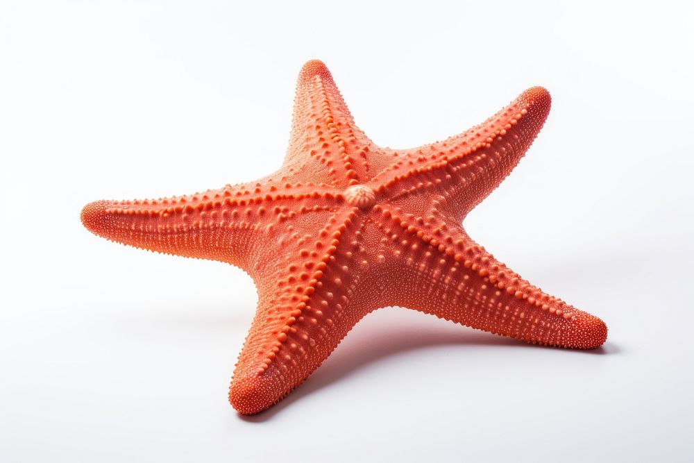 Starfish invertebrate echinoderm shellfish. AI generated Image by rawpixel.