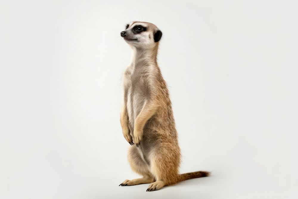 Meerkat meerkat wildlife animal. AI generated Image by rawpixel.