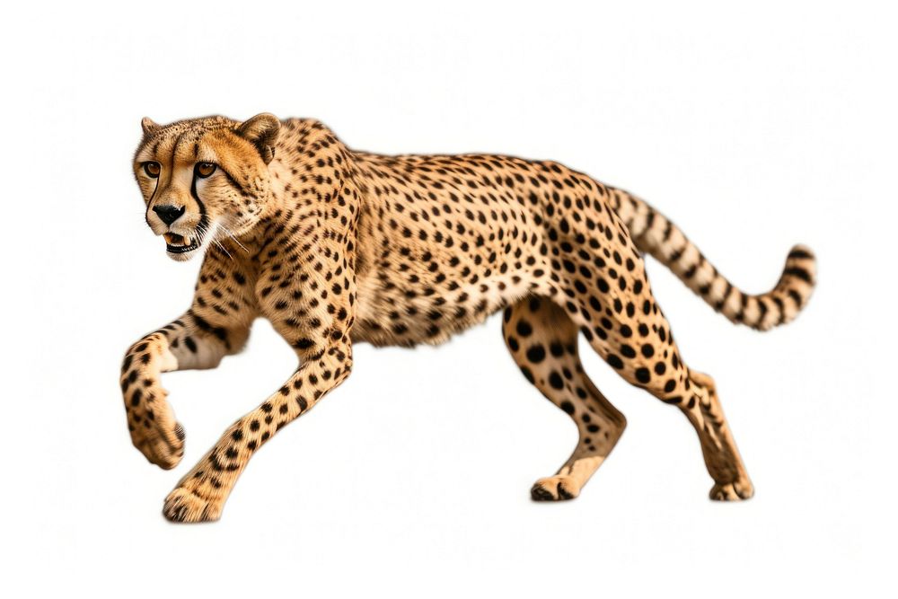 Cheetah cheetah wildlife animal. AI generated Image by rawpixel.