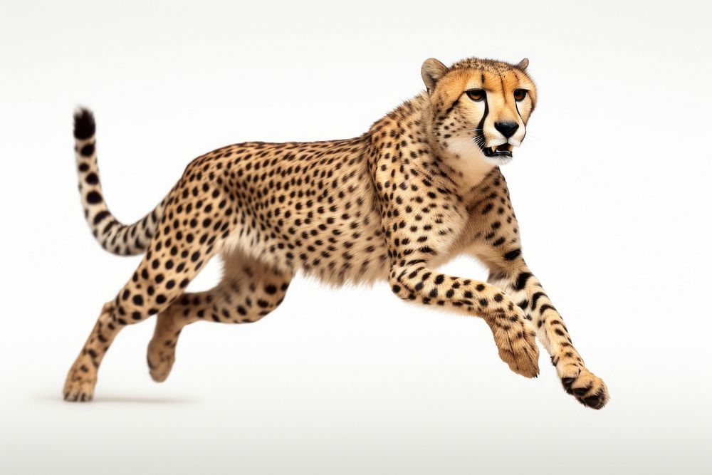Cheetah cheetah wildlife animal. AI generated Image by rawpixel.