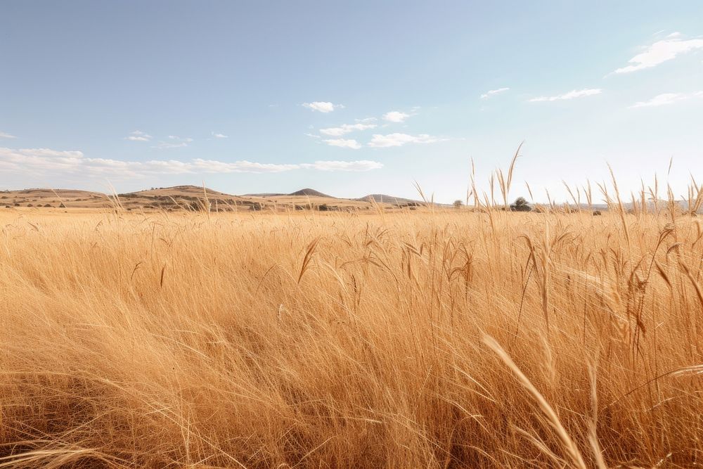 Dry grass landscape field outdoors. AI generated Image by rawpixel.