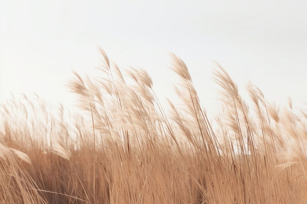 Dry grass backgrounds outdoors nature. AI generated Image by rawpixel.