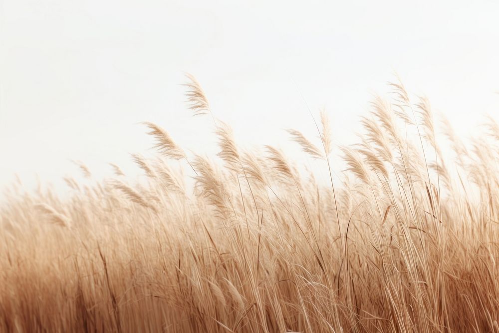 Dry grass backgrounds outdoors nature. AI generated Image by rawpixel.