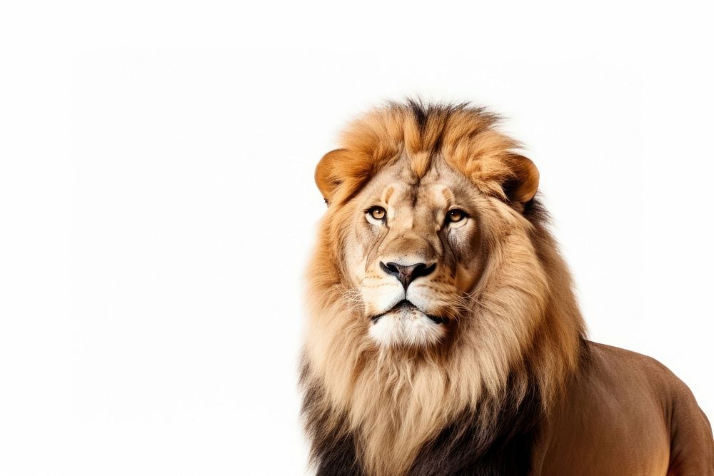 Lion wildlife portrait mammal. AI generated Image by rawpixel.