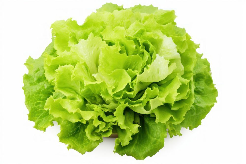 Batavia lettuce salad vegetable plant food. AI generated Image by rawpixel.