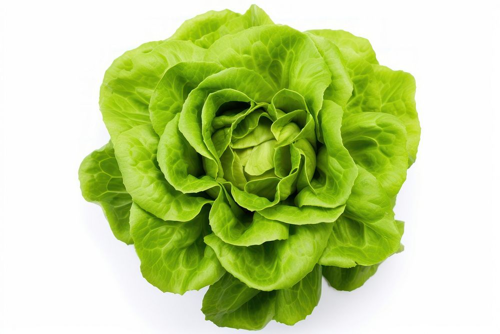 Batavia lettuce salad rosette vegetable plant food. AI generated Image by rawpixel.