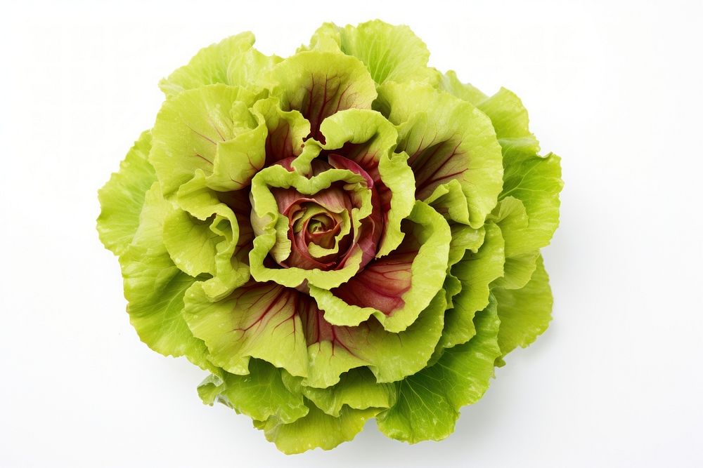 Batavia lettuce salad rosette vegetable flower plant. AI generated Image by rawpixel.
