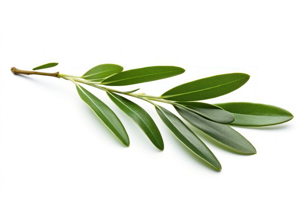 Olive plant herbs leaf. AI generated Image by rawpixel.