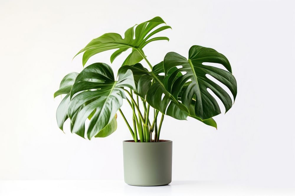 Monstera plant leaf white background. | Premium Photo - rawpixel