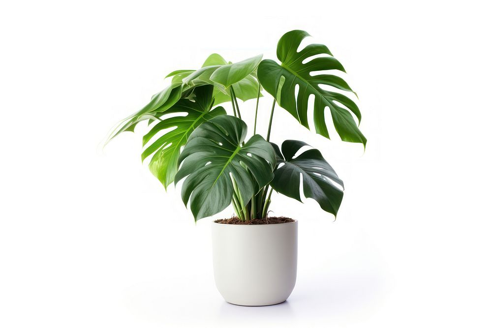 Monstera plant leaf white background. | Free Photo - rawpixel