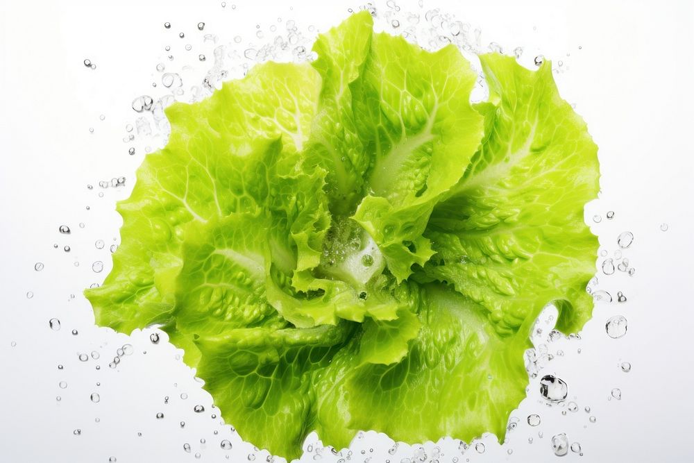 Lettuce salad lettuce backgrounds vegetable. AI generated Image by rawpixel.